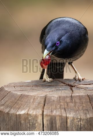 A Male Satin Bowerbird Eating A Grape While Perched On A Stump