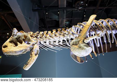 Carnotaurus Dinosaur Skeleton On Display - Australia