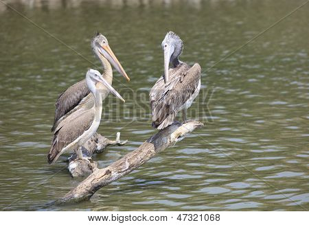 Spot becco Pelican