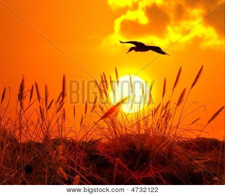 Bulrushes 햇빛에 대 한