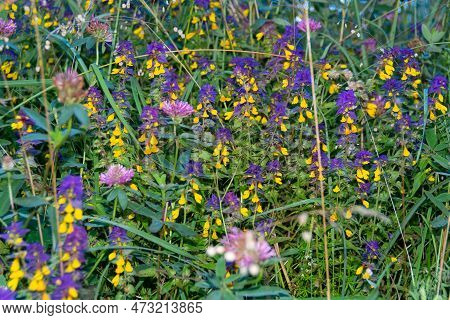 Mariannik Dubravny (ivan-da-marya) Is An Annual Herbaceous Plant, A Species Of The Genus Mariannik O