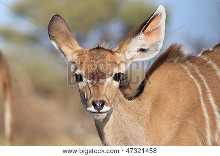 Sguardo adorabile di vitello Kudu di innocenza - Africa selvaggia