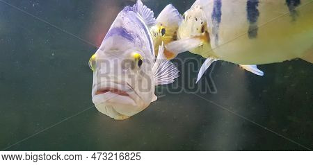 Beautiful Orinoco Peacock Bass Or Cichla Ocellaris, Butterfly Peacock Bass Is A Very Large Species O