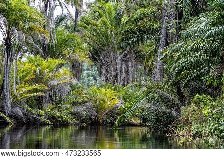 Canoe Tour On The Pantanal Marimbus, Waters Of Many Rivers And Abundant Vegetation, In Andarai, Bahi