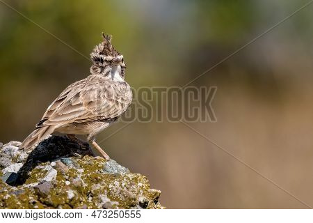 The Crested Lark Or Galerida Cristata Common Small Grey Brown Bird On The Green Sunny Background.