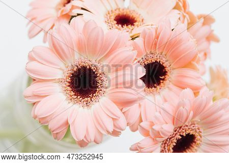 Gerbera Daisy Flowers Bacgkround. Isolated On White Bouquet. Dreamy Bright Floral Background. Empty 