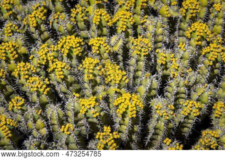 Flowering Euphorbia Polyacantha Is A Spiny Bush Which Grows On Stony Sides Of Mountains In Hot Valle