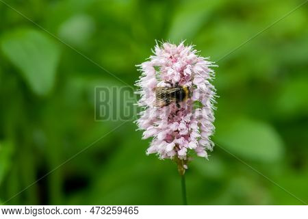 Macro Shot Of A Bumblebee Pollinating A  Common Bistort (bistorta Officinalis) Flower In Bloom