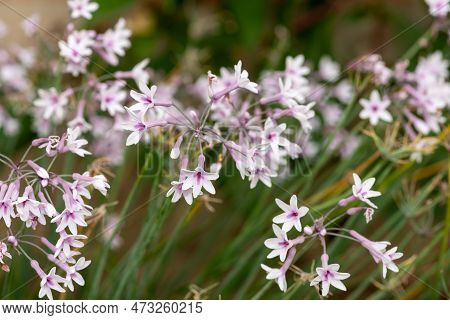 Society Garlic (tulbaghia Violacea) Flowers