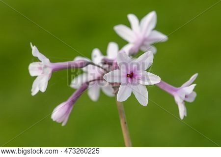 Society Garlic (tulbaghia Violacea) Flowers
