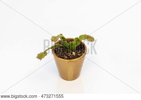 Schlumbergera Christmas Cactus In Pot Isolated On White Background. Selective Fouse
