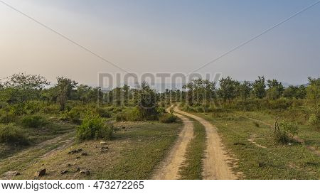 The Safari Road Winds Through The Jungle. Ruts Are Visible On The Ground. On The Roadsides There Is 