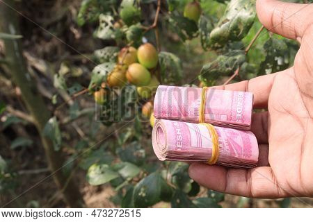 Bank Note On Hand With Ziziphus Mauritiana Fruit Farm