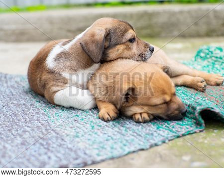 Small Cute Dogs In The Yard On The Carpet. Sad Brown And White Stray Dogs Sleeping On The Street. St