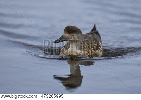 Crested Duck (lophonetta Specularioides Specularioides) Displaying In A Pond On Carcass Island In Th