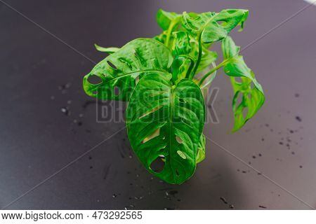 The Sprout Of Monstera Munky In A Glass Of Water On A Black Background.