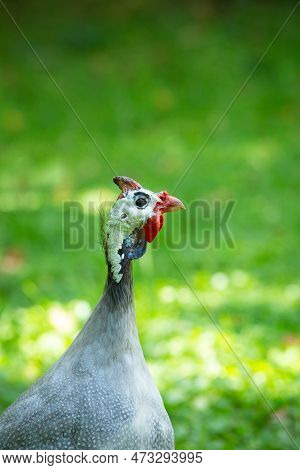 Portrait Of A Helmeted Guinea Fowl With Grass In Background