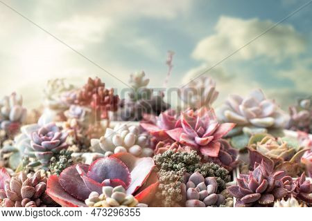 Bright Natural Succulent Flower Propagation. Echeveria, Pachyphytum And Sedum Rosette Against Sky Ba