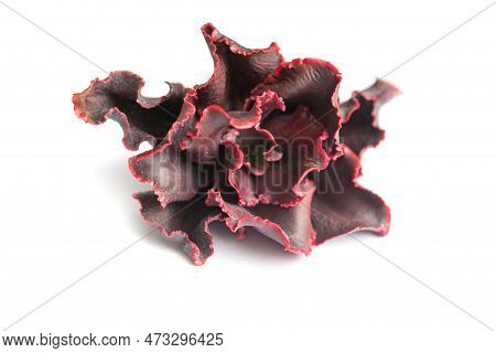 Bright Echeveria Pappy's Rose Flower On White