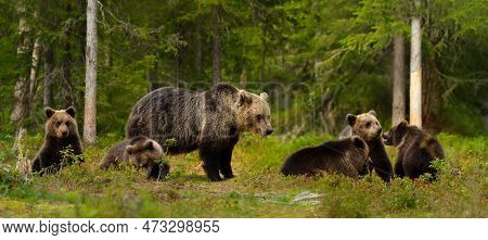 Close Up Of Female Eurasian Brown Bear (ursos Arctos) And Her Cubs In Boreal Forest, Finland.
