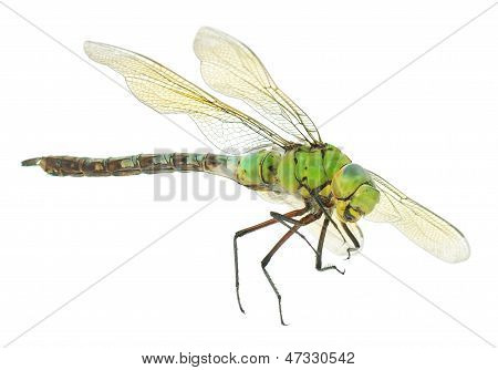 Libelle