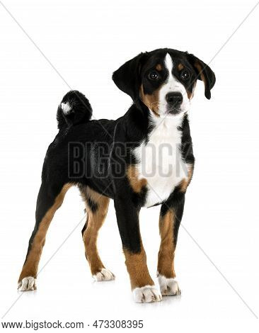 Puppy Appenzeller Sennenhund In Front Of White Background