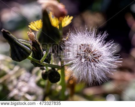 Fluffy Flower With Dew Drops On The Villi