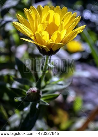 Yellow Calendula Flowers With Dew On The Petals