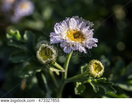 Little White Lovely Chrysanthemums In The Garden