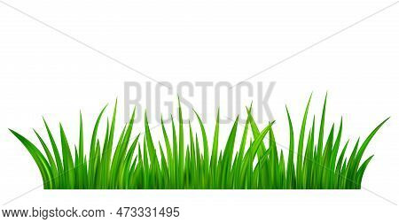 Detailed Fresh Green Grass Meadow Border. Spring Or Summer Plant Field Lawn. Grass Background. Vecto