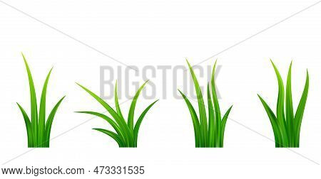 Detailed Fresh Green Grass Meadow Border. Spring Or Summer Plant Field Lawn. Grass Background. Vecto