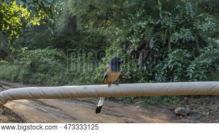 Indian Magpie Dendrocitta Vagabunda Sat On The  Handrail Of The Car. Bright Orange-black Plumage, Lo