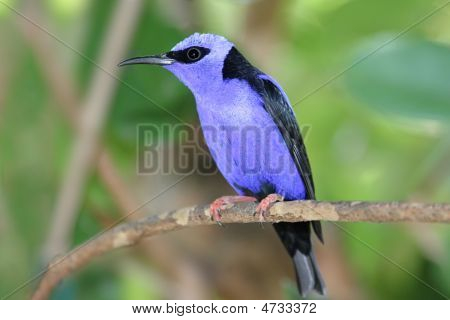 붉은 다리 Honeycreeper