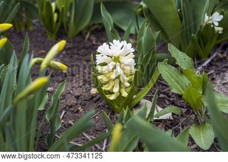 White Beautiful Hyacinths Grow In The Soil In The Spring Garden. Caring For Garden Flowers. Selectiv