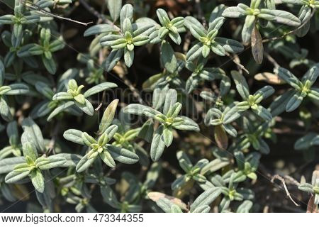 Rock Rose Fire Dragon Leaves In The Spring