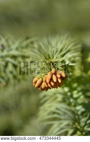 Taiwan Coffin Fir Branch With Flowers In The Spring