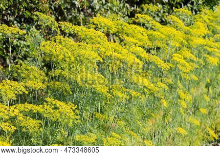 Blooming Dill With Yellow Umbel Inflorescences On The Tops Of High Stems On A Field, View Close-up I