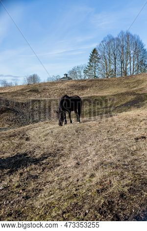 Portrait Of A Black Horse Head Behind A Hedge Against A Background Of A Dry Grass Field.meadow In Th