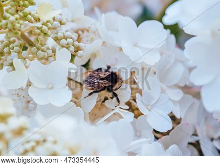 Flying Bee Collecting Bee Pollen From Hydrangea Flower. Bee Collecting Honey.