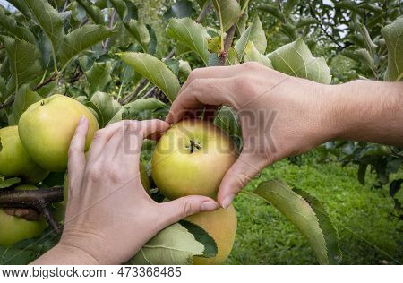 Mans And Womans Hands Pick Ripe Apple. Heart Shape With Hands