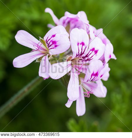 Flora Of Israel. Square Frame. Pelargonium Graveolens Is A Pelargonium Species Native To The Cape Pr