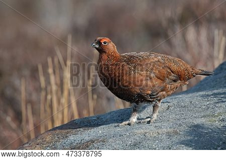 Red Grouse (lagopus Lagopus Scotica) In The Heather Moorland Of The Peak District