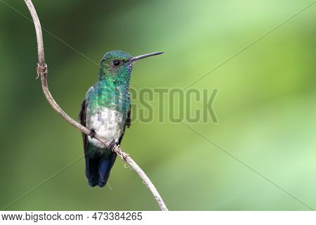 Blue-chinned Sapphire Hummingbird (chlorestes Notata) Perched On A Branch Over A Green Background
