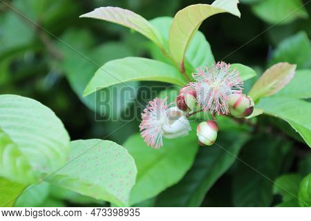 Tetracera Loureiri, Dillenia, Bee Flower (tetracera Loureiri Pierre) Bouquet Of Pink Fragrant Asian 