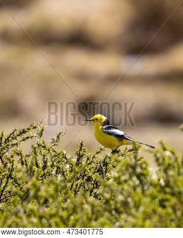 Citrine Wagtail On Beautiful Green Perch