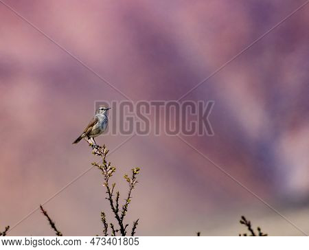Chinese Ruby Thoat Female Calliope Tschebaiewi On A Beautiful Perch
