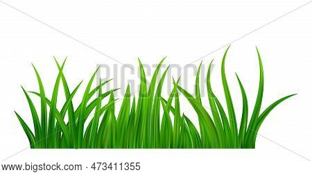 Detailed Fresh Green Grass Meadow Border. Spring Or Summer Plant Field Lawn. Grass Background. Vecto