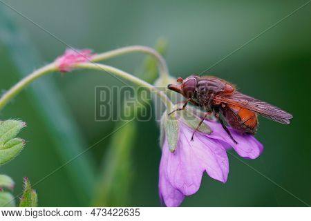 Natural Closeup On A Common Red Snout Fly, Rhingia Campestris, Sitting On A Purple Flower