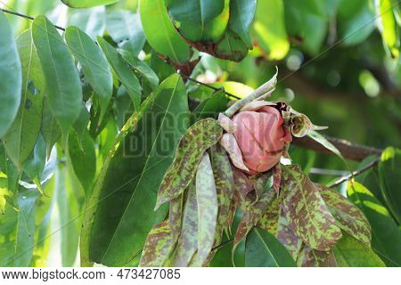 Red Flower Of Brownea Ariza Benth. (ariza, Palo De Cruz, Rose Of Venezuela). Bright Red Flower Buds 