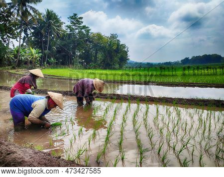February 1, 2023. Salatiga, Indonesia. Ladies Planting Rice In A Paddy Field. Street Photography.